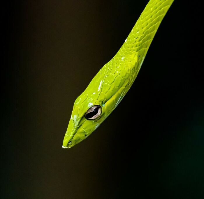 Close-up of a green snake with detailed scales, showcasing the beauty of animals in their most majestic form.
