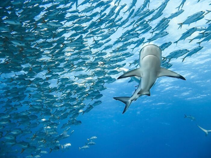 Shark swimming near a large school of fish underwater, showcasing majestic animals in their natural ocean habitat.