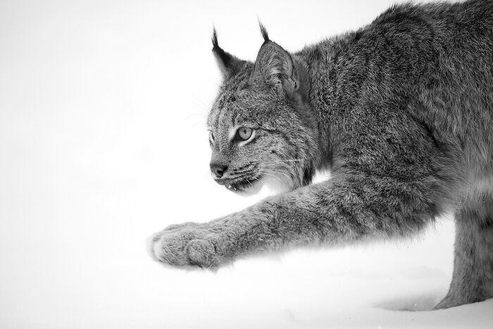 Majestic wild lynx captured in a close-up black and white photo, showcasing its focused expression and powerful stance.