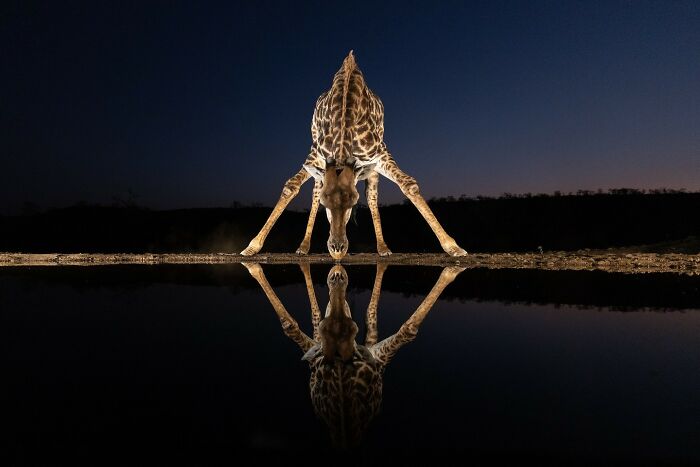 Giraffe drinking water at dusk with reflection in a pool, showcasing animals at their most majestic in the wild.