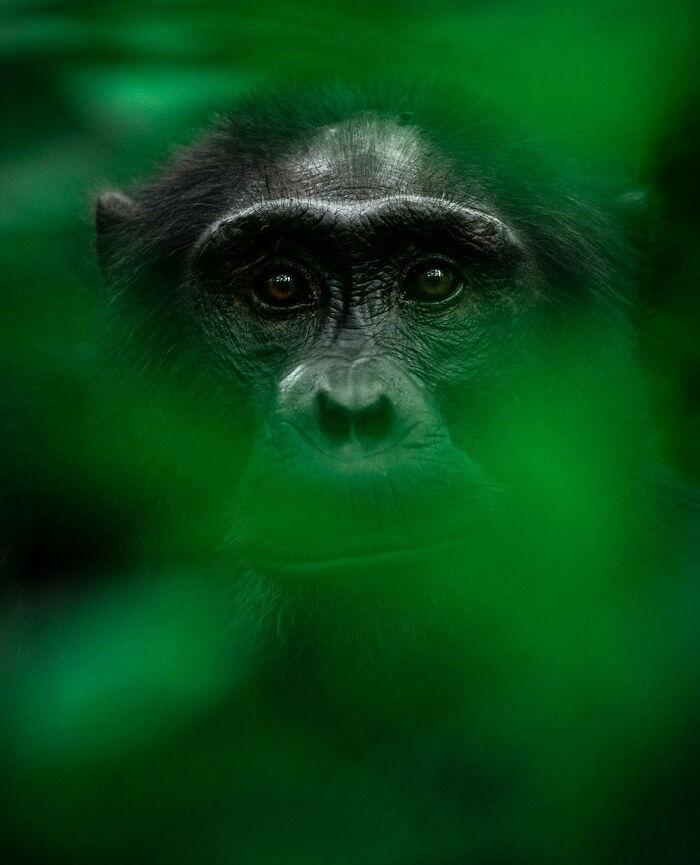 Close-up of a majestic animal, a gorilla peering through lush green foliage in its natural habitat.