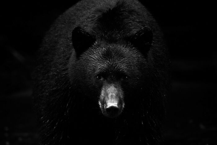 Black bear captured in low light, showcasing the majestic presence of animals in their natural habitat.
