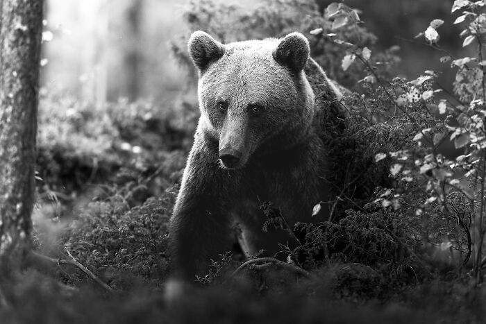 Majestic animal photography of a brown bear standing in a forest surrounded by foliage in black and white.