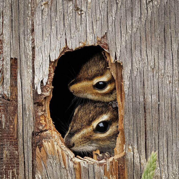 Two chipmunks peeking out from a hole in weathered wood, capturing animals at their most majestic in nature.