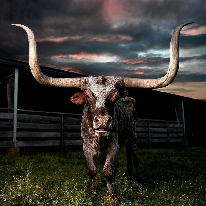 Longhorn cattle standing in a field at dusk, capturing animals at their most majestic with dramatic lighting.
