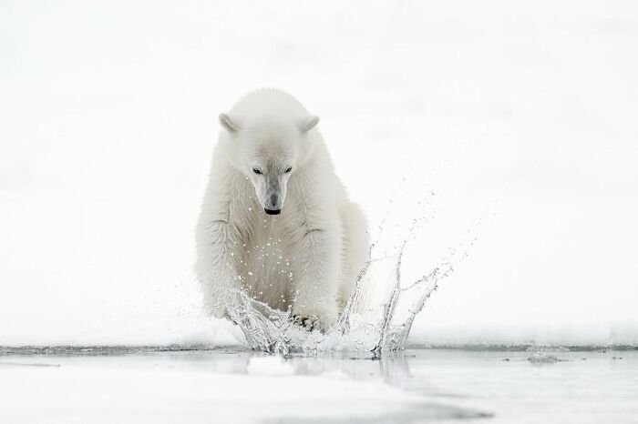 Polar bear splashing water on icy surface, showcasing majestic animals in their natural snowy habitat.