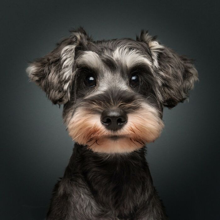 Close-up portrait of a small dog with detailed fur, showcasing the beauty of animals at their most majestic.