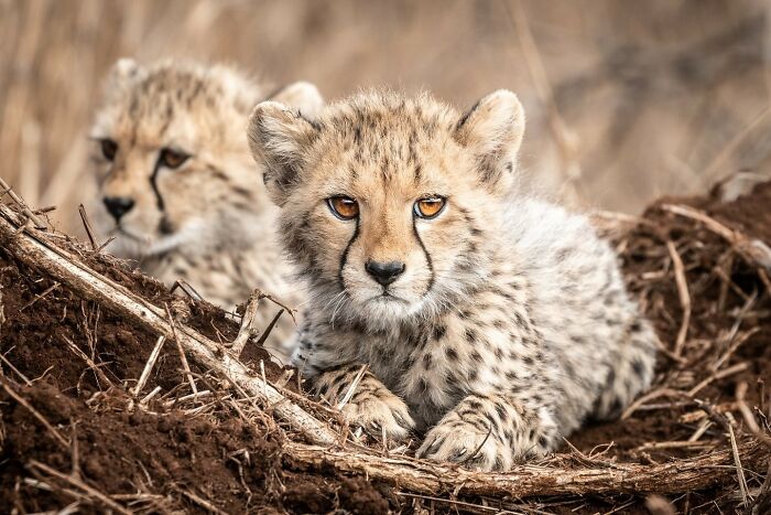 Two young cheetahs resting in a natural habitat, capturing animals at their most majestic in the wild.