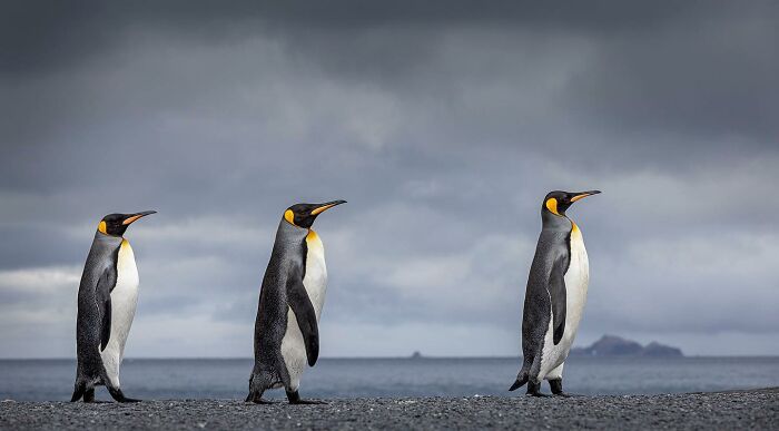 Three majestic king penguins standing on rocky ground under a cloudy sky near the ocean shore.