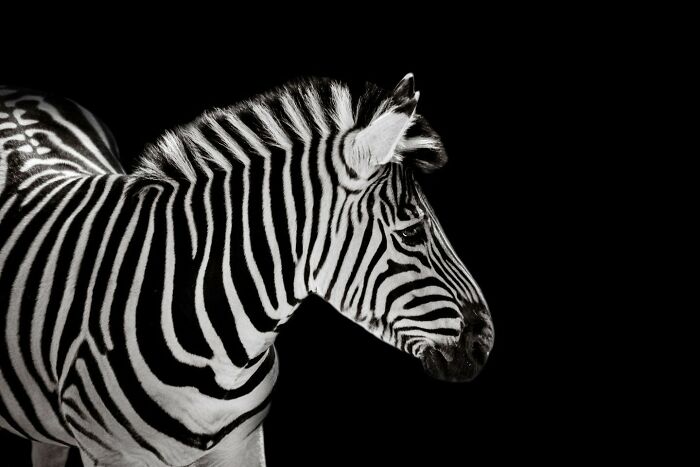 Close-up side view of a majestic zebra with black and white stripes against a dark background.