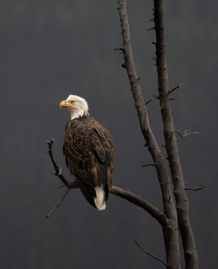 Bald eagle perched on a bare tree branch against a dark background, showcasing the majestic animal in nature.