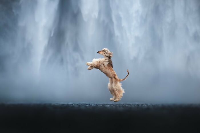 Long-haired dog leaping gracefully in front of a misty waterfall, capturing animals at their most majestic moment.
