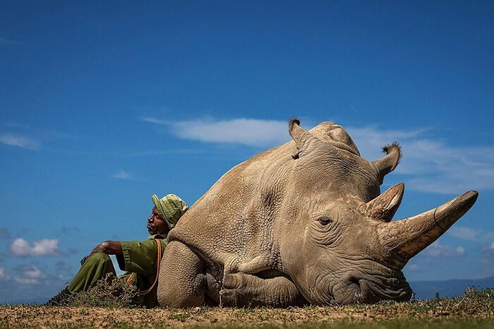 A majestic rhino resting on the ground with a person sitting beside it under a clear blue sky.