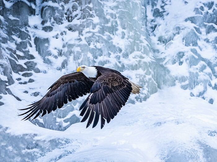 Bald eagle in mid-flight against a snowy and icy backdrop, capturing animals at their most majestic.