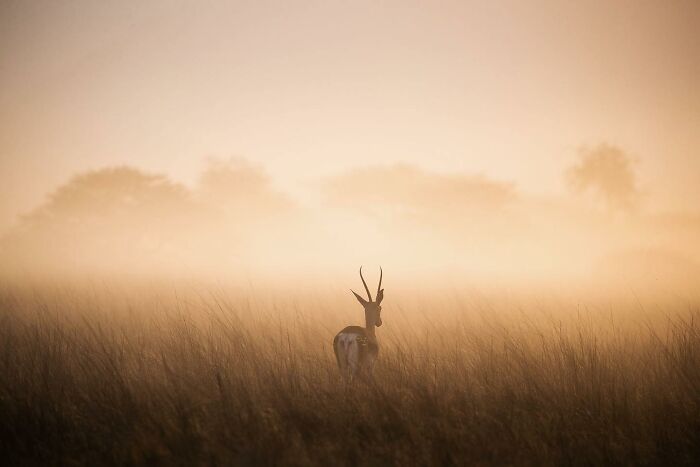 Antelope standing in tall grass at sunrise, showcasing the majestic beauty of animals in their natural habitat.