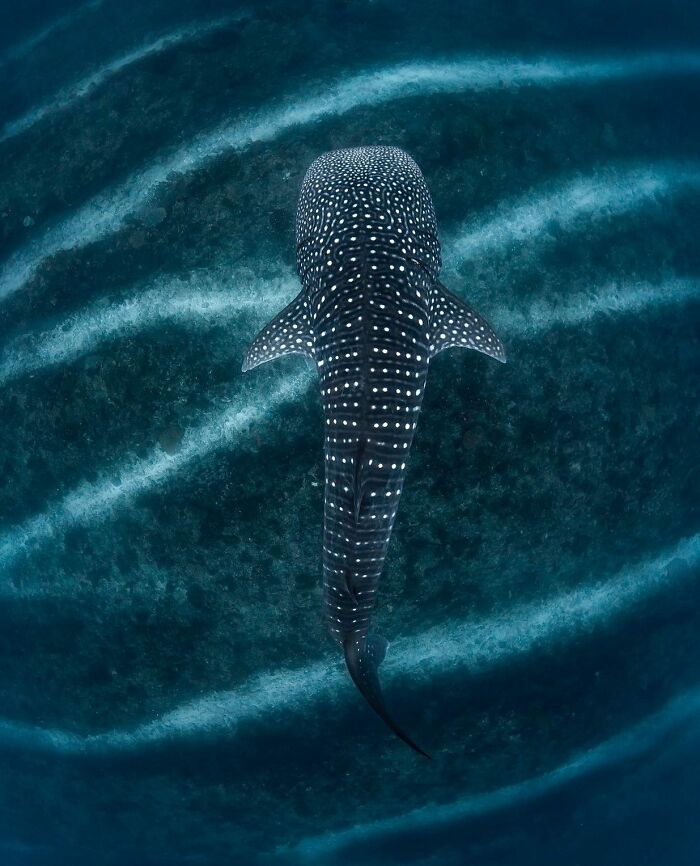 Whale shark swimming gracefully underwater showcasing the majestic beauty of marine animals in their natural habitat.