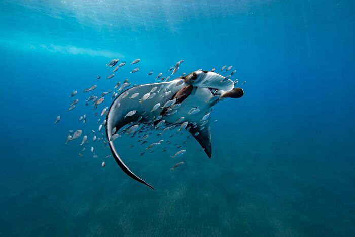 Manta ray swimming gracefully underwater surrounded by small fish, showcasing animals at their most majestic in ocean.
