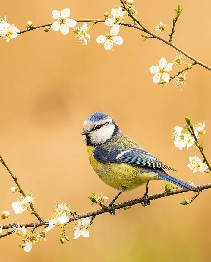 A colorful bird perched on a blossoming branch showcasing animals at their most majestic in nature.