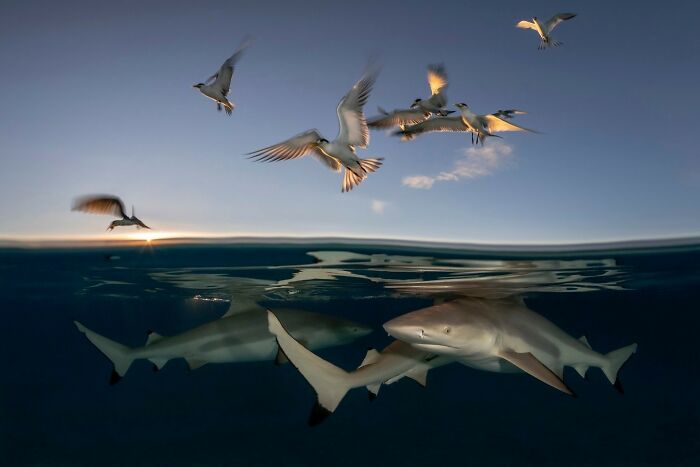 Sharks swimming below the surface with seabirds flying above at sunset, showcasing animals at their most majestic.