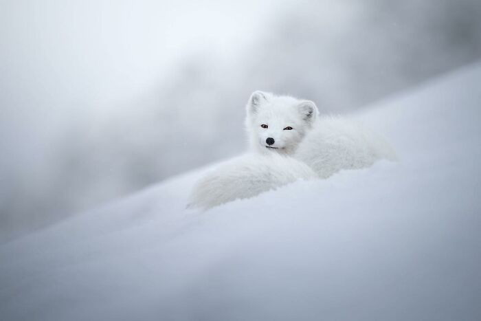 Arctic fox resting on snow, showcasing the beauty of animals at their most majestic in a serene winter landscape