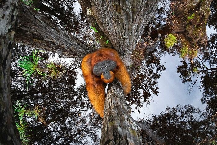 Orangutan clinging to a tall tree trunk in a forest, showcasing animals at their most majestic in nature.