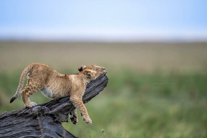 Lion cub resting on a tree branch in the wild, showcasing animals at their most majestic in natural habitat.