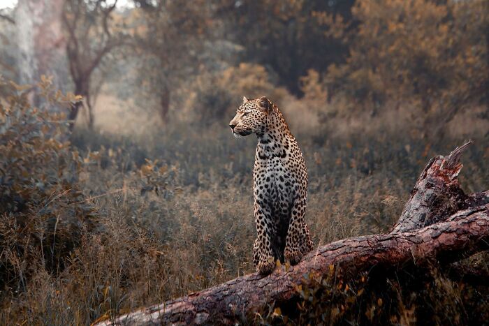 Leopard standing on a fallen tree in a natural habitat, showcasing majestic wild animal beauty and strength.