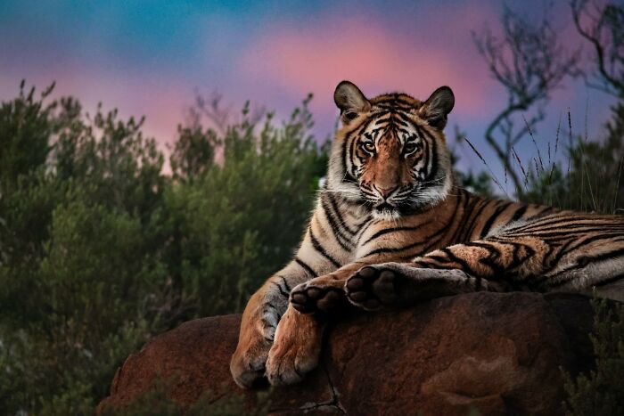 Majestic tiger resting on a rock at dusk with a colorful sky and natural foliage in the background.
