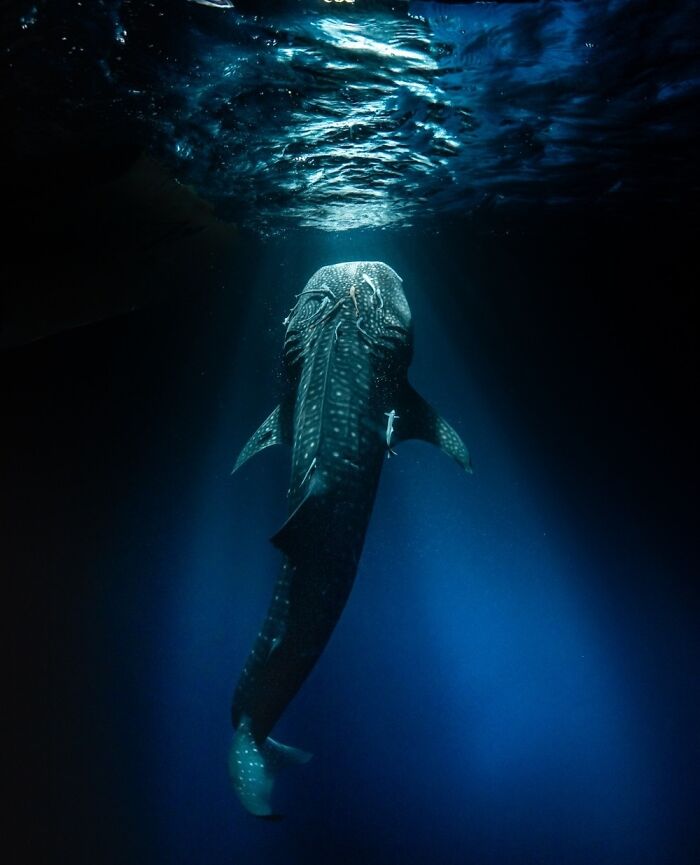 Whale shark swimming beneath the ocean surface, showcasing the majestic beauty of animals in deep blue water.