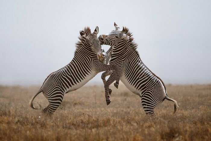 Two majestic zebras playfully sparring in a dry grassy field showcasing animals at their most majestic.