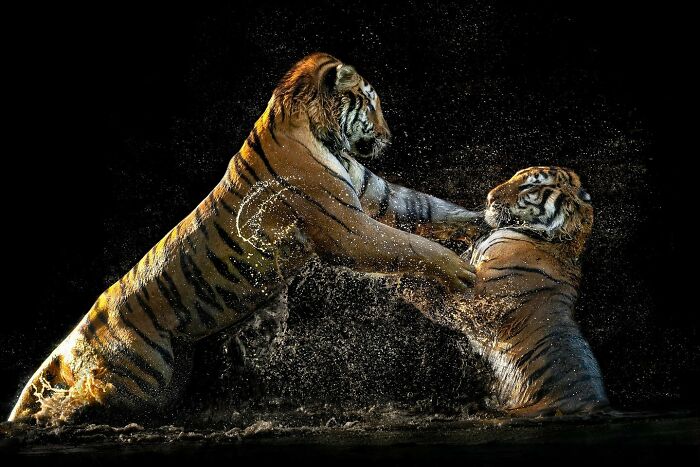 Two majestic tigers playfully splashing water as they face each other in a dramatic nighttime setting.