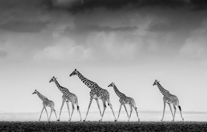 A group of majestic giraffes walking across a flat landscape under a cloudy sky, showcasing animal elegance.