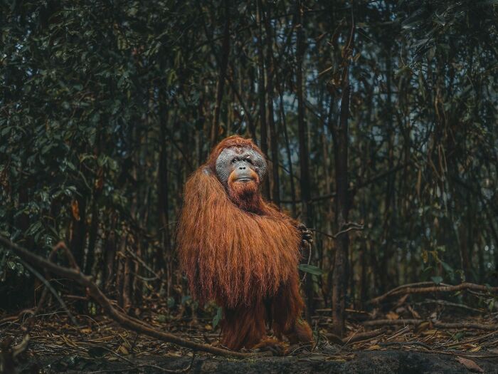 Orangutan standing in dense forest, showcasing the majestic beauty of animals in their natural habitat.
