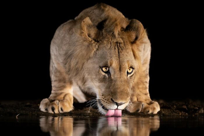 Young lion drinking water at night with intense eyes, showcasing majestic animal behavior in the wild.