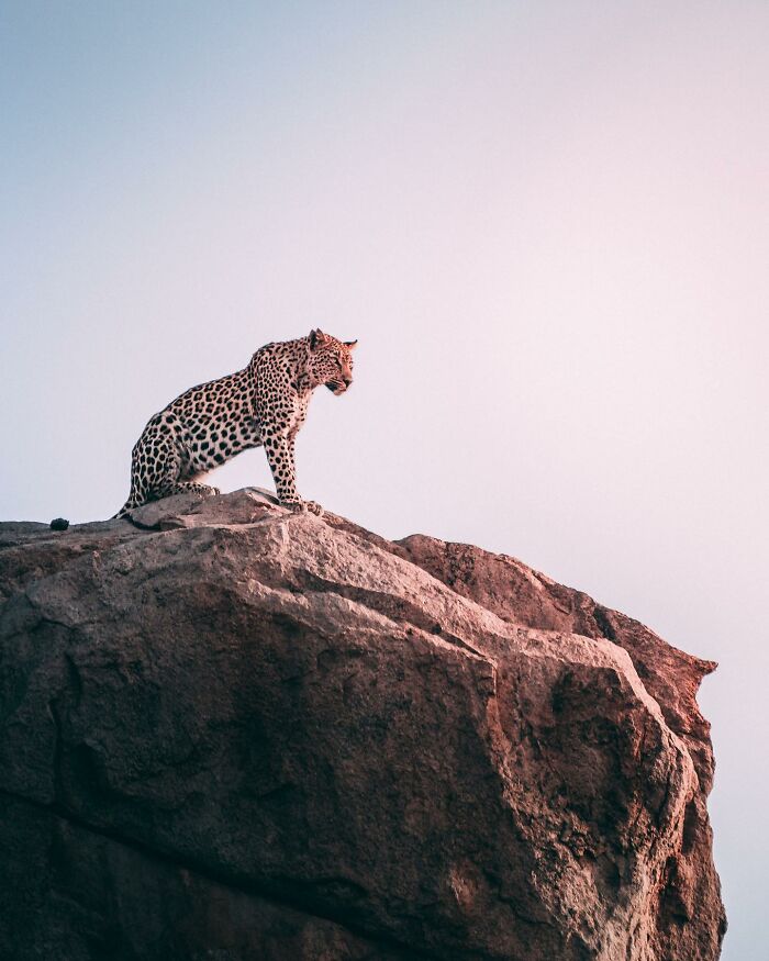 Leopard perched on a rocky cliff at sunset, showcasing animals at their most majestic in the wild landscape.