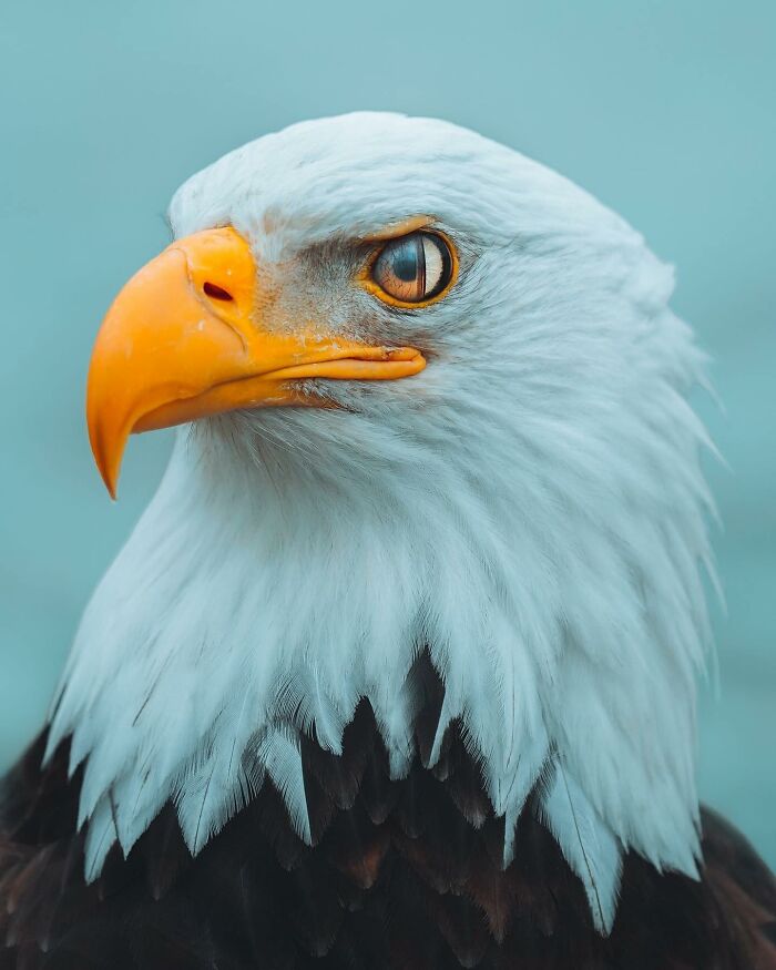 Close-up of a majestic eagle with sharp eyes and vibrant beak, showcasing the beauty of animals in the wild.