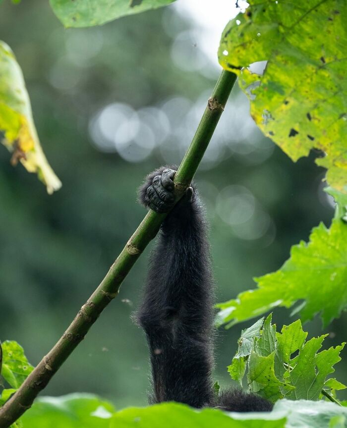 Black-furred animal grasping a green branch surrounded by vibrant green leaves in a majestic natural setting.