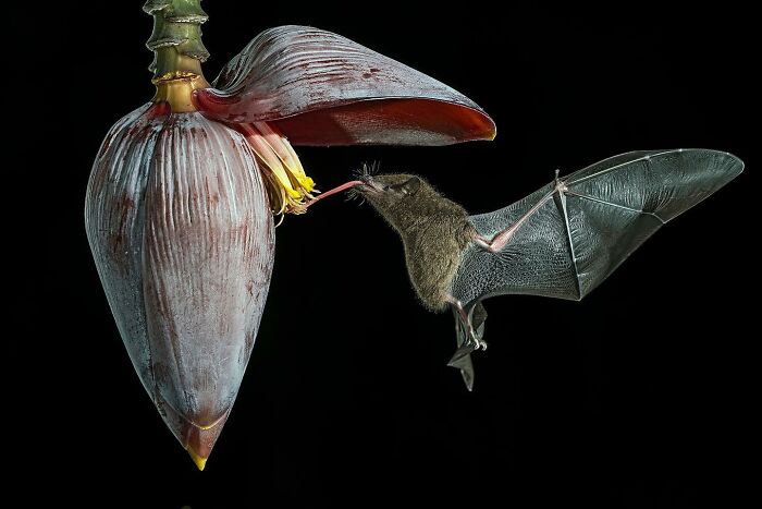 Bat feeding from a flower at night, showcasing the majestic beauty of animals in their natural environment.
