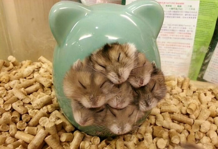 Five small animals enjoying a nap inside a cozy animal-shaped ceramic container surrounded by bedding pellets.
