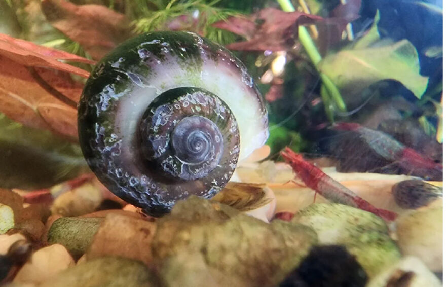 Mystery snail crawling on aquarium gravel with plants and small shrimp in the background underwater scene.