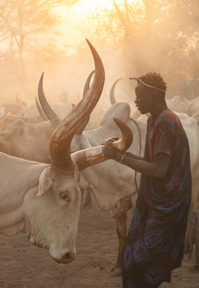 Person tending to cattle with large horns during golden hour in a stunning wildlife photo shared by Wikimedia Commons users.