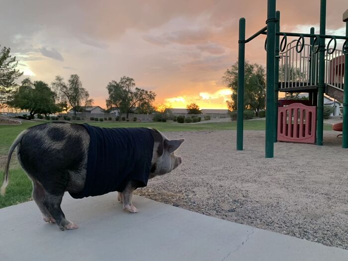 Pig wearing a black shirt standing near a playground at sunset, one of the awkward photos of pets shared online.