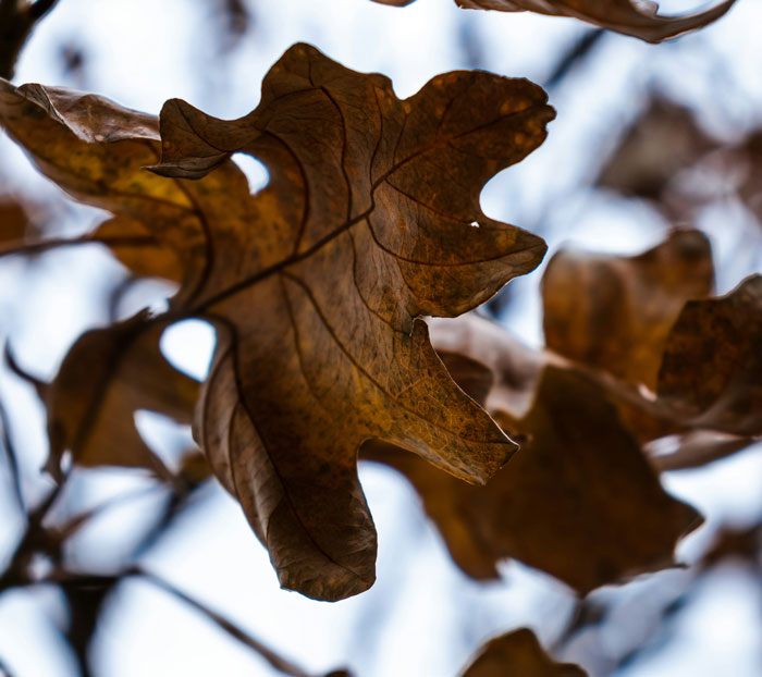 Close-up of dry brown leaves on tree branches, illustrating nature and subtle frustration with HOA rules theme.