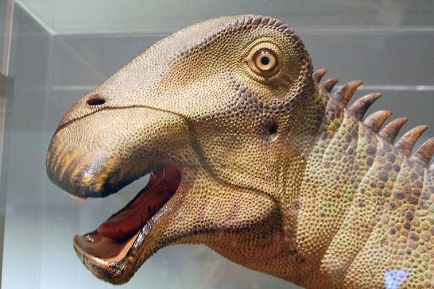Close-up of a Nigersaurus dinosaur model showing its unique jaw with hundreds of tiny teeth on display. Close-up of a Nigersaurus dinosaur model showing its unique jaw with hundreds of tiny teeth on display.