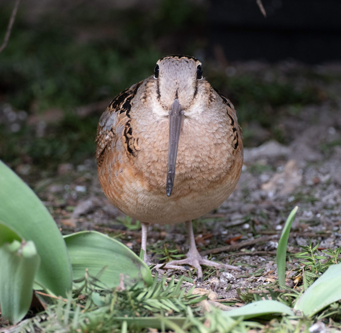 Brown bird with long beak standing on the ground surrounded by leaves, representing the slowest animal in the world.