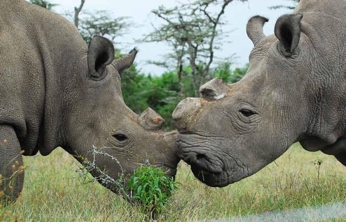 Two rhinos facing each other in a grassy field, showcasing fierce contenders for strongest animal in the world.