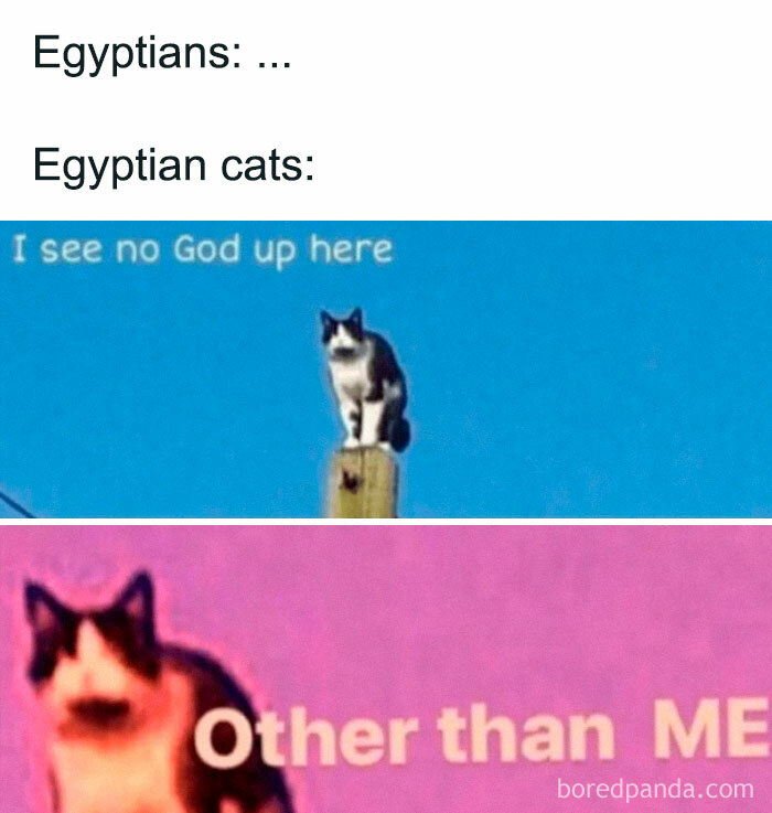 Funny Ancient Egypt meme featuring cats with text about gods, highlighting hilarious ancient Egypt humor and memes.
