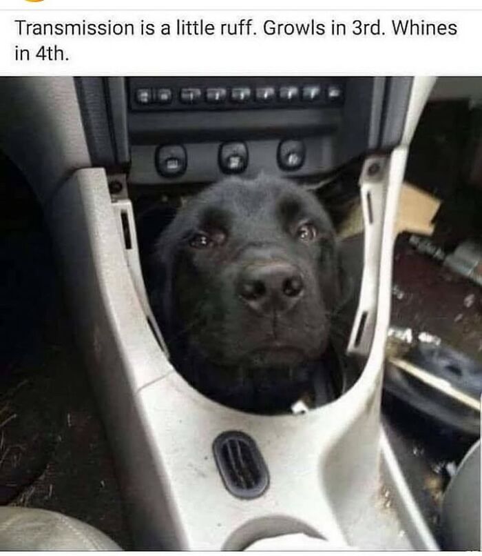 Black dog’s head poking out from car transmission console with caption about funny transmission growls and whines meme.