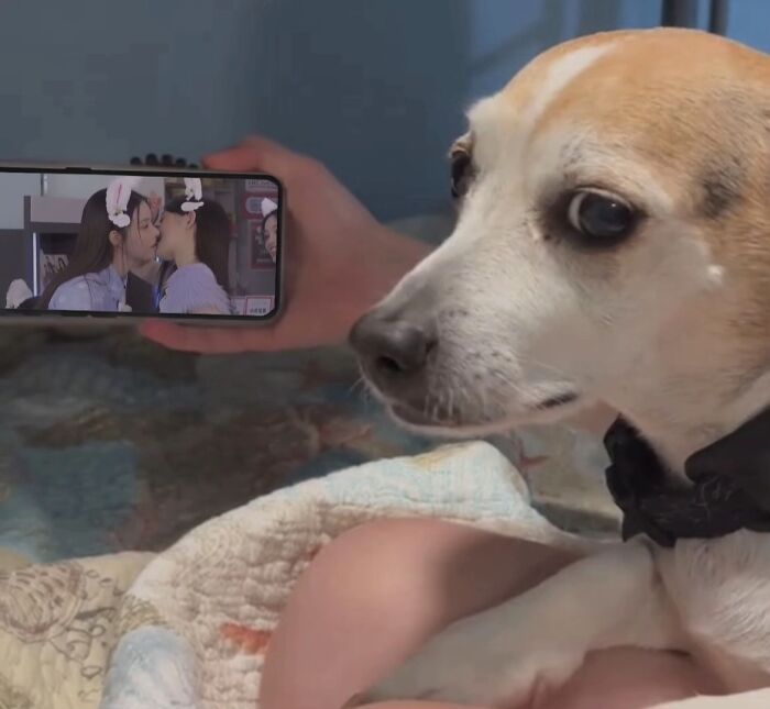 Dog making an awkward face while person holds a phone showing a video of two people kissing with bunny ears filters.