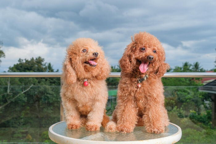 Two curly-haired dogs sitting on a glass table outdoors, showcasing adorable moments of most insane dog mom things.